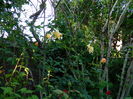 DSCN7086