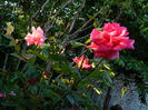 DSCN7097