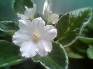 Rs Tachinii Udati