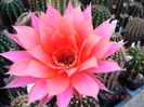 DSC08369