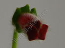 NEW - Kohleria Luci s Bubbles