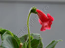 NEW - Kohleria Luci s Bubbles