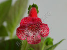NEW - Kohleria Luci s Bubbles