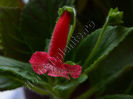 NEW - Kohleria Luci s Bubbles