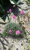 Armeria maritima