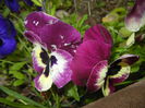 Pansy (2015, April 21)