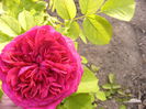 Rosa de la Dimov