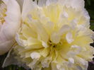 Paeonia Honey Gold