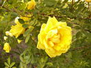 Rosa Persian Yellow