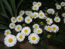 Bellis perennis (2015, April 22)