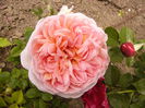 Rosa Abraham Darby
