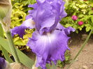 Iris Memphis blue