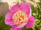 Paeonia Largo
