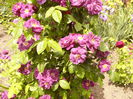Rosa Rhapsodi in Blue
