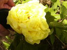 Paeonia Yellow Crown
