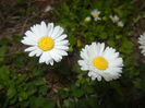 Bellis perennis (2015, April 22)