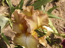 Iris Patina