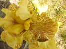 Iris Tiger Honey