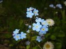 Myosotis alpestris (2015, April 22)