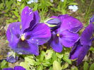 Pansy (2015, April 22)