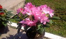 Rhododendron