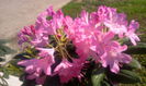 Rhododendron