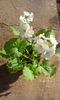 Primula