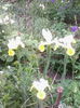 IMG_20150520_181731