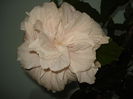 Classic White