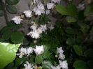 SAM_5172
