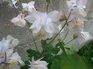 SAM_5174