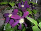 SAM_5181