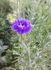 IMG_20150521_070801