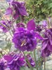 IMG_20150520_181612