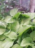 IMG_20150520_173826