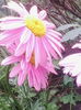 IMG_20150520_172910