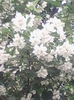 IMG_20150520_173544