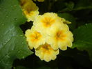 Primula polyanthus Yellow (2015, Apr.29)