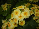 Primula polyanthus Yellow (2015, Apr.29)