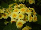 Primula polyanthus Yellow (2015, Apr.29)