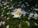 Aquilegia White (2015, April 30)