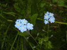 Myosotis alpestris (2015, April 30)