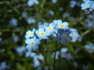 Myosotis alpestris (2015, April 30)
