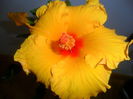 SAM_5229