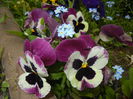 Pansy (2015, April 30)