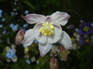 Aquilegia White (2015, May 01)