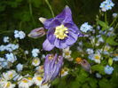Aquilegia Blue (2015, May 01)