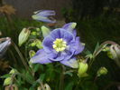 Aquilegia Blue (2015, May 01)