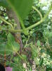 minikiwi imbobocit
