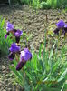 iris mov bicolor,tufa matura 15lei